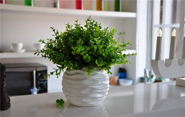 新利体育(luck18)上海除甲醛官网-绿色盆栽